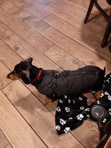 Customer photo review of DoggyKings™ 3 in 1 Jacket
