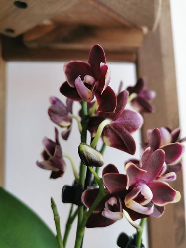 Customer photo review of Table Dance Banana Chocolate mit braunen Blüten mit 2+ Stielen