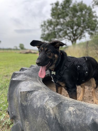 Customer photo review of Ragnar Dog Harness