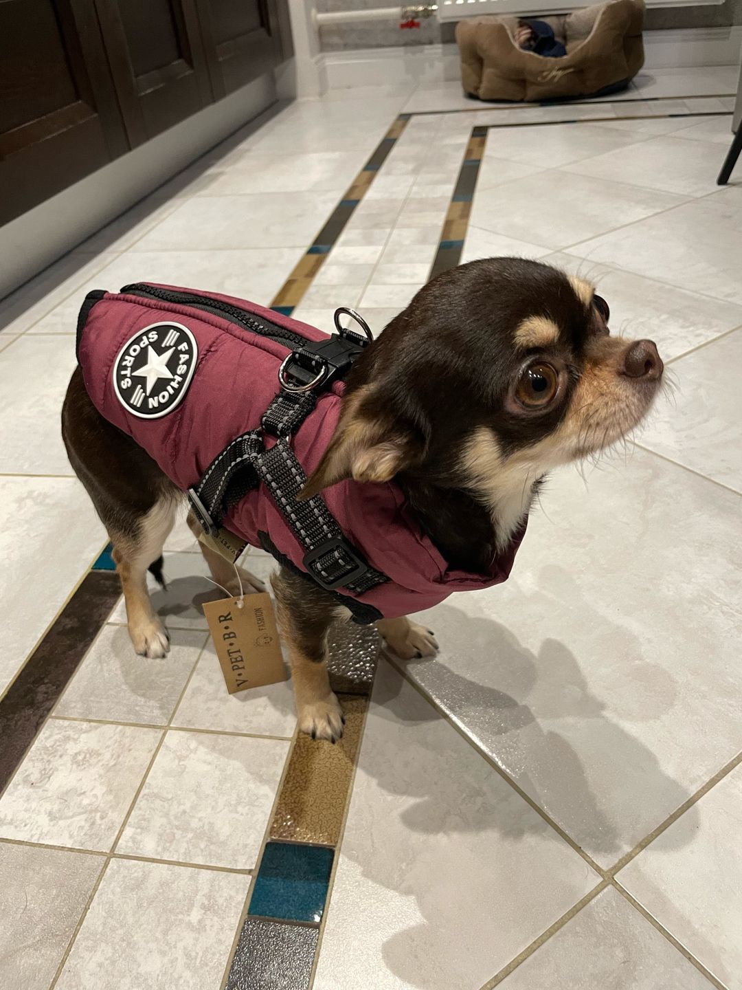 Customer photo review of DoggyKings™ 3 in 1 Jacket