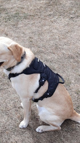 Customer photo review of Ragnar Dog Harness