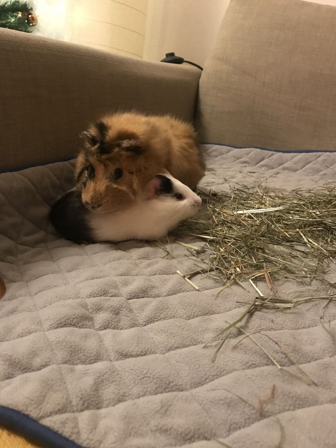 Customer photo review of GuineaDad Liner - Smaller Size Fleece Liner Without Pockets