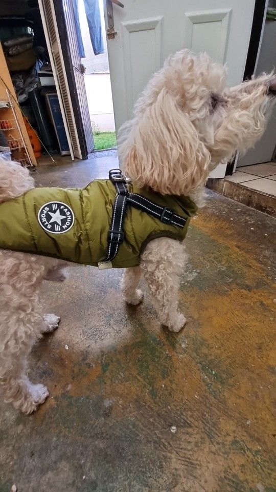 Customer photo review of DoggyKings™ 3 in 1 Jacket