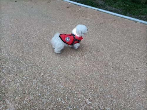 Customer photo review of DoggyKings™ 3 in 1 Jacket