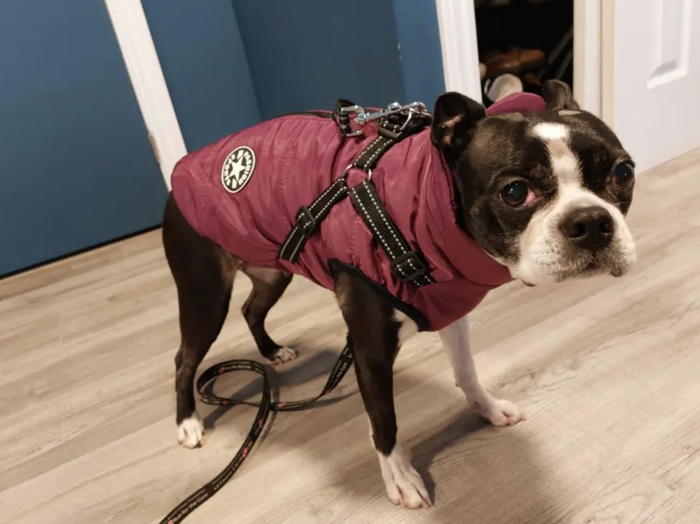Customer photo review of DoggyKings™ 3 in 1 Jacket