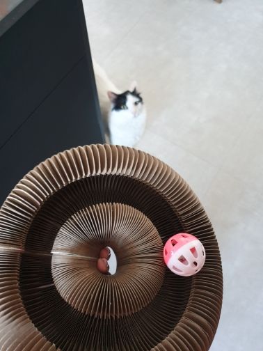 Customer photo review of Stretch It Magic Cardboard Toy