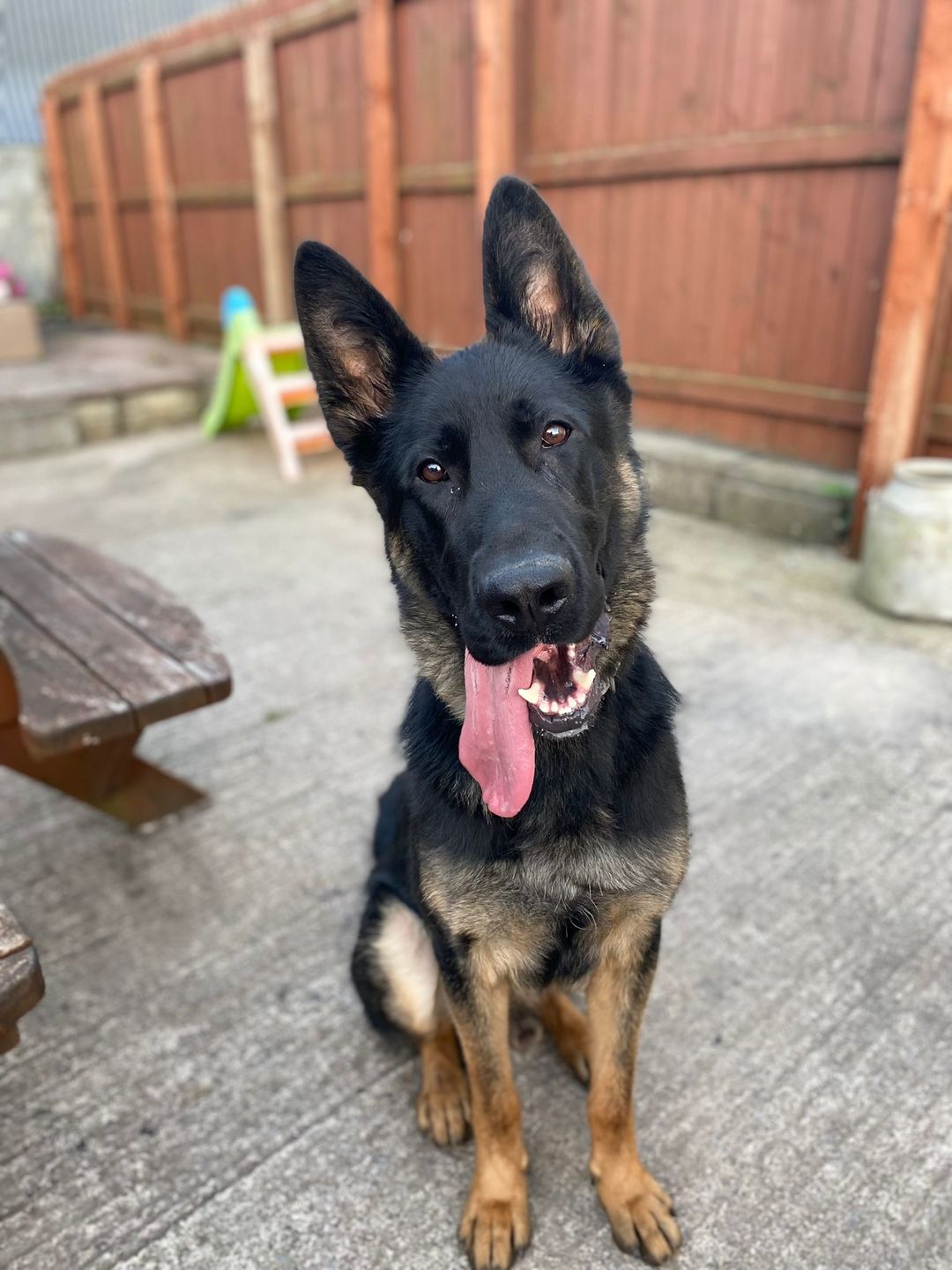 Customer photo review of Remote Training Collar System