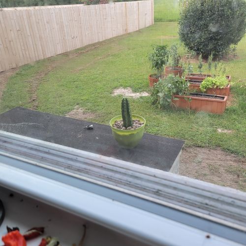 Customer photo review of San Pedro Cactus | Echinopsis pachanoi