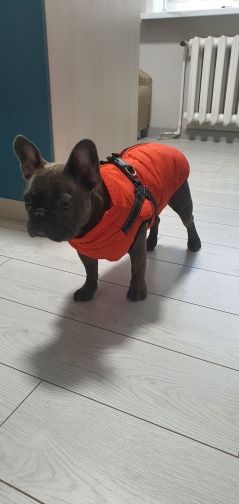 Customer photo review of DoggyKings™ 3 in 1 Jacket