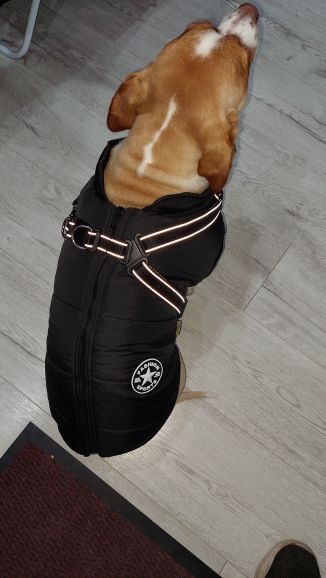 Customer photo review of DoggyKings™ 3 in 1 Jacket