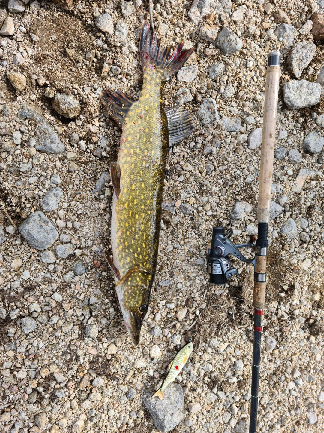 Customer photo review of 4 Segment Metal Jointed Swimbait