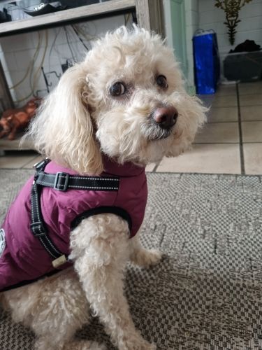 Customer photo review of DoggyKings™ 3 in 1 Jacket