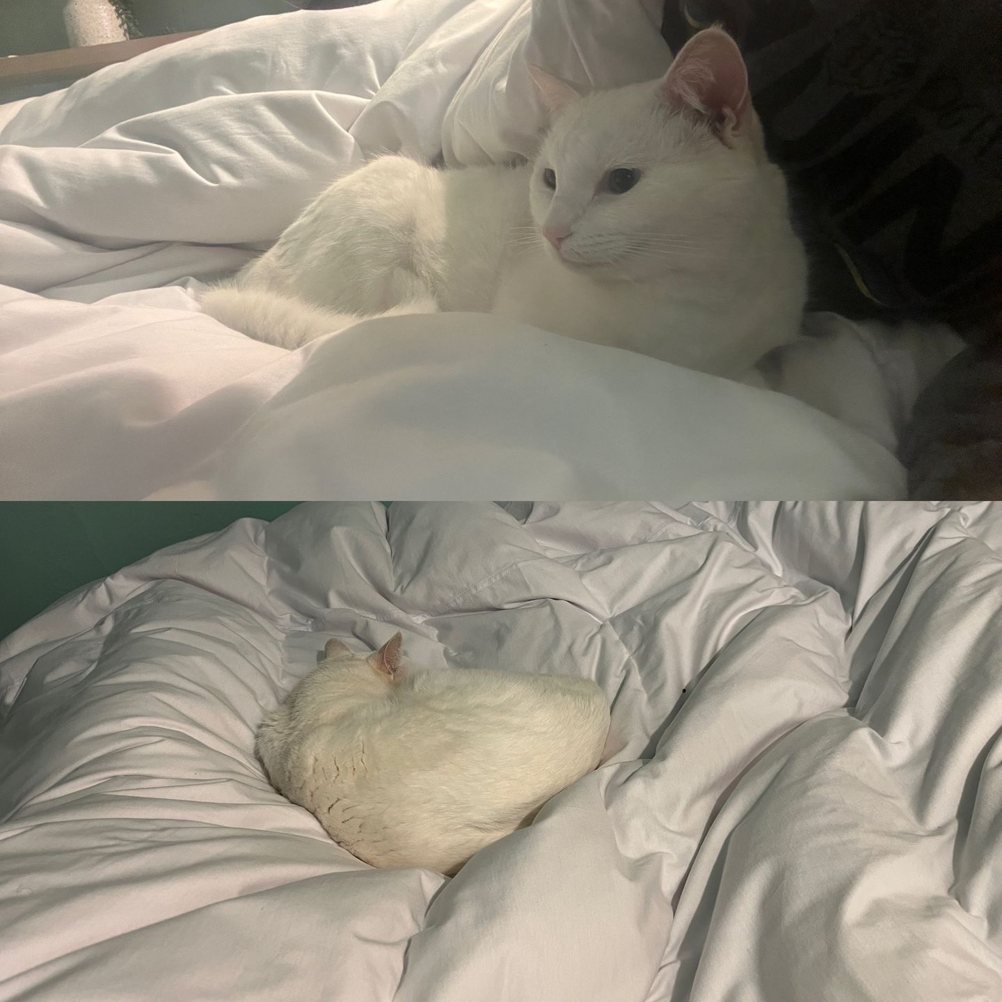 Customer photo review of Scandinavian White Duvet Cover Set