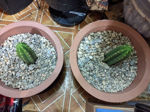 Customer photo review of San Pedro Cactus | Small | Echinopsis pachanoi