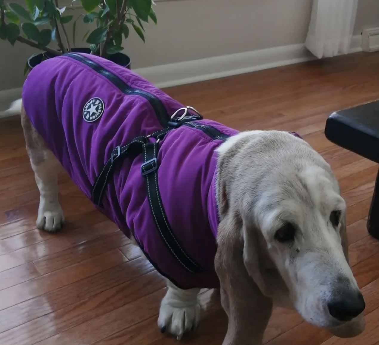 Customer photo review of DoggyKings™ 3 in 1 Jacket