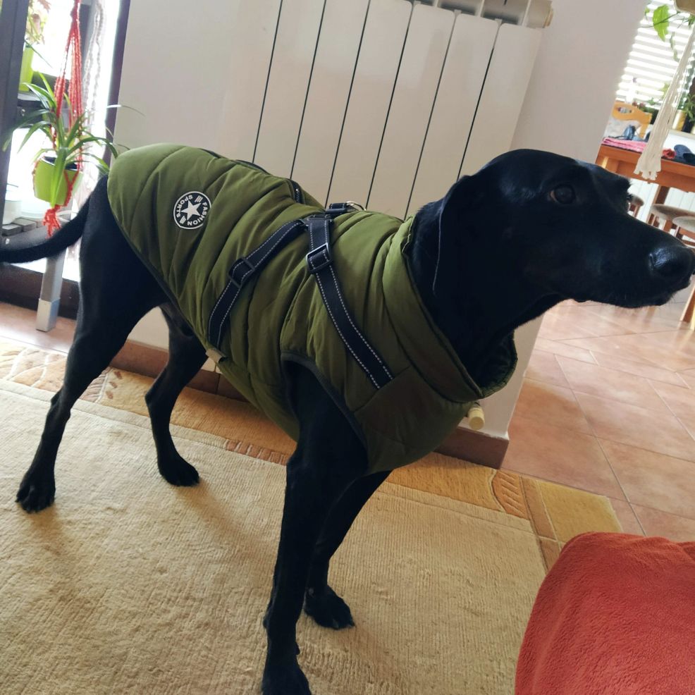 Customer photo review of DoggyKings™ 3 in 1 Jacket