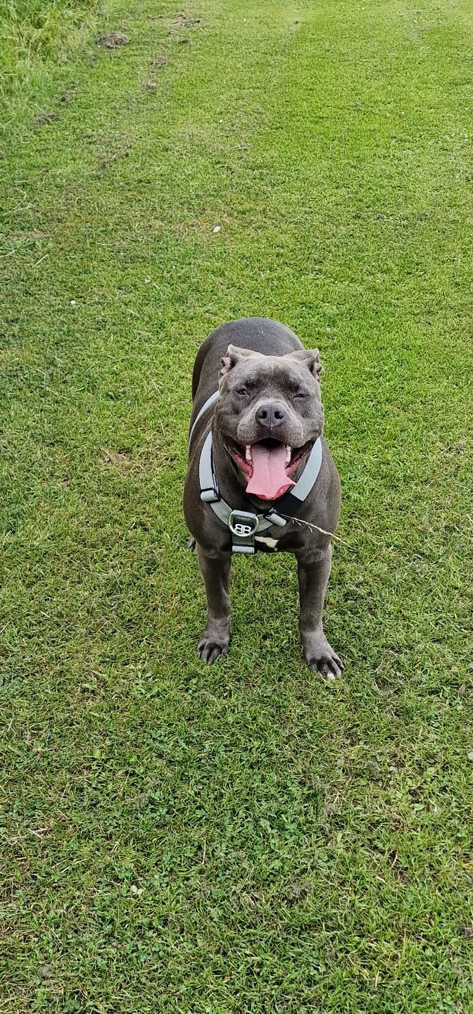 Customer photo review of TRI-Harness® | Anti-Pull, Adjustable & Durable - Dog Trainers Choice - Metal Grey v2.0