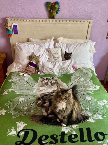 Customer photo review of Full-Body Pet Custom Sweater