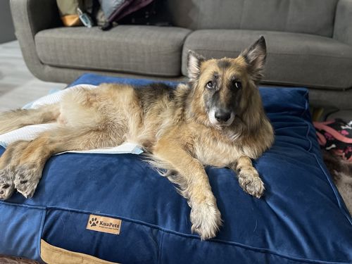 Customer photo review of Cama Para Perro Modelo Origen Kuapets Azul