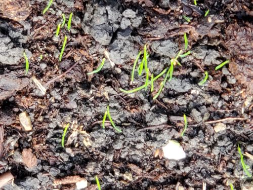 Customer photo review of GCI Turf Blue Heat Grass Seed