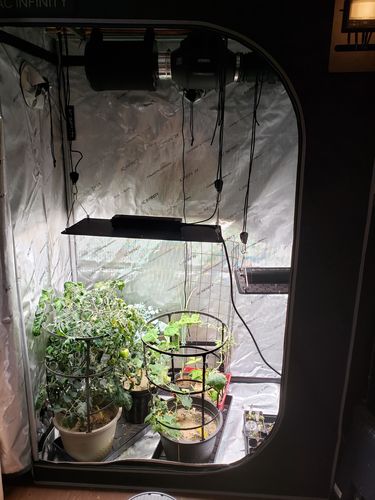 Customer photo review of 2x4 Indoor Grow Tent Kit, AC Infinity 2 Plant Kit