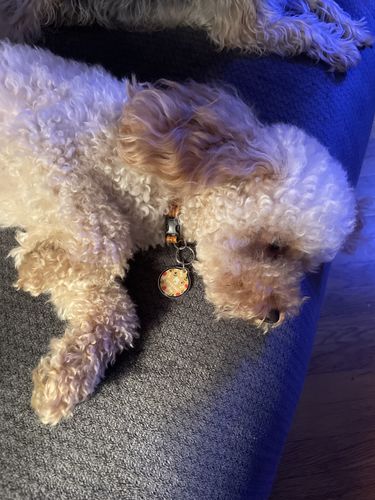 Customer photo review of Polkadog