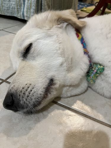 Customer photo review of Green Pet Tag