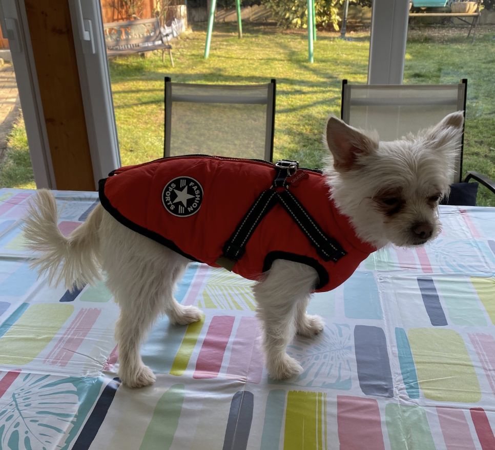 Customer photo review of DoggyKings™ 3 in 1 Jacket