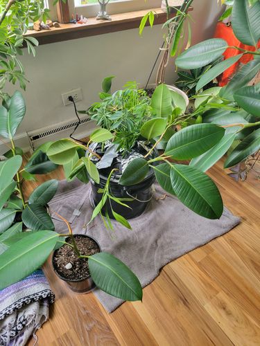 Customer photo review of Aeroponic 9 Site 3 gallon Cloner