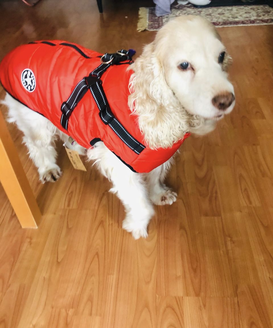 Customer photo review of DoggyKings™ 3 in 1 Jacket