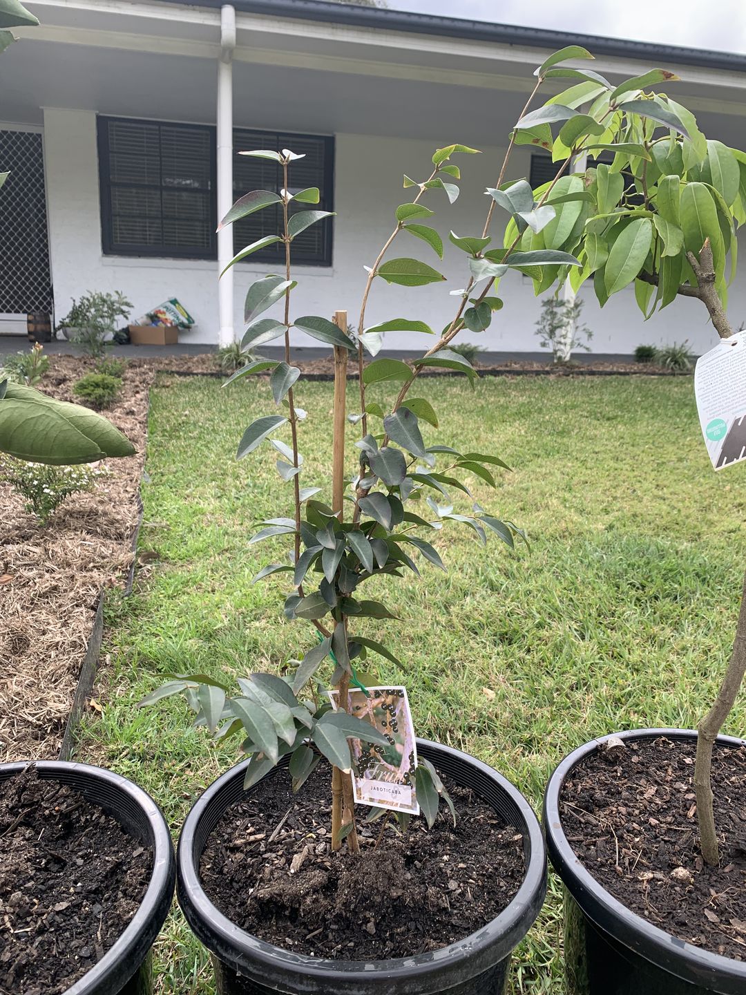 Customer photo review of Jaboticaba