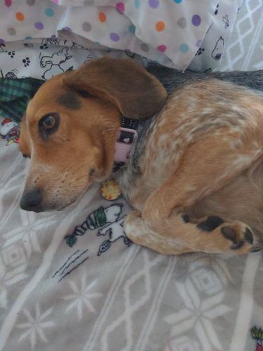 Customer photo review of Polkadog