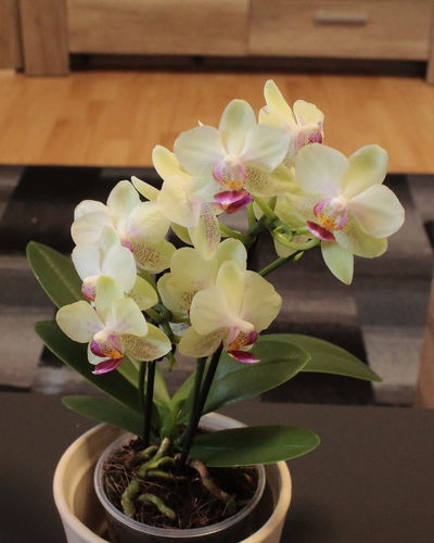 Customer photo review of Table Dance Orchideen Farbmix mit 2+ Stielen im 6er Set