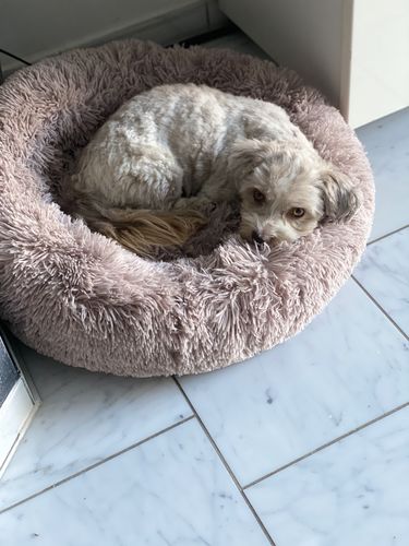 Customer photo review of Puppery Hundebett Wolke 7 - Das Original