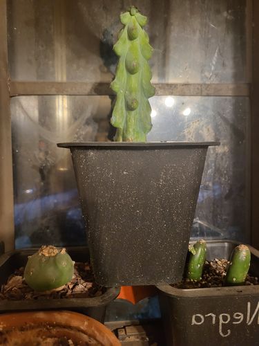 Customer photo review of Boobie Cactus | Myrtillocactus geometrizans Fukurokuryuzinboku