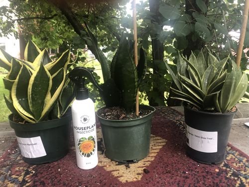 Customer photo review of Houseplant Insecticide w/ Neem