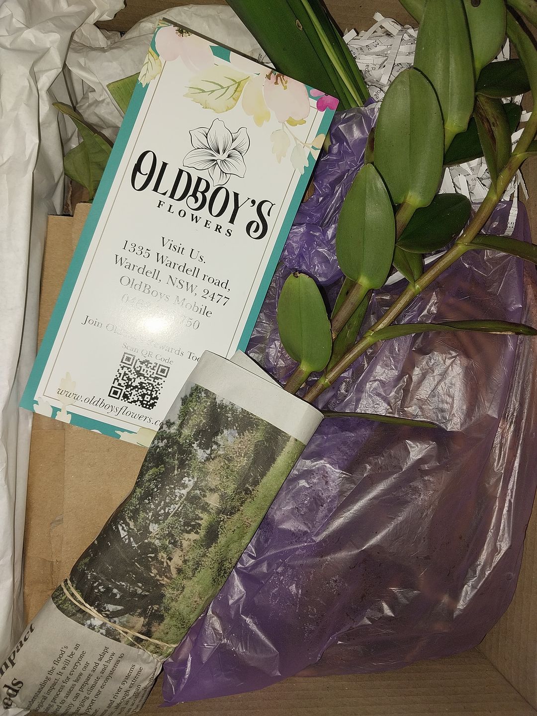 Customer photo review of Crucifix Orchid | Epidendrums