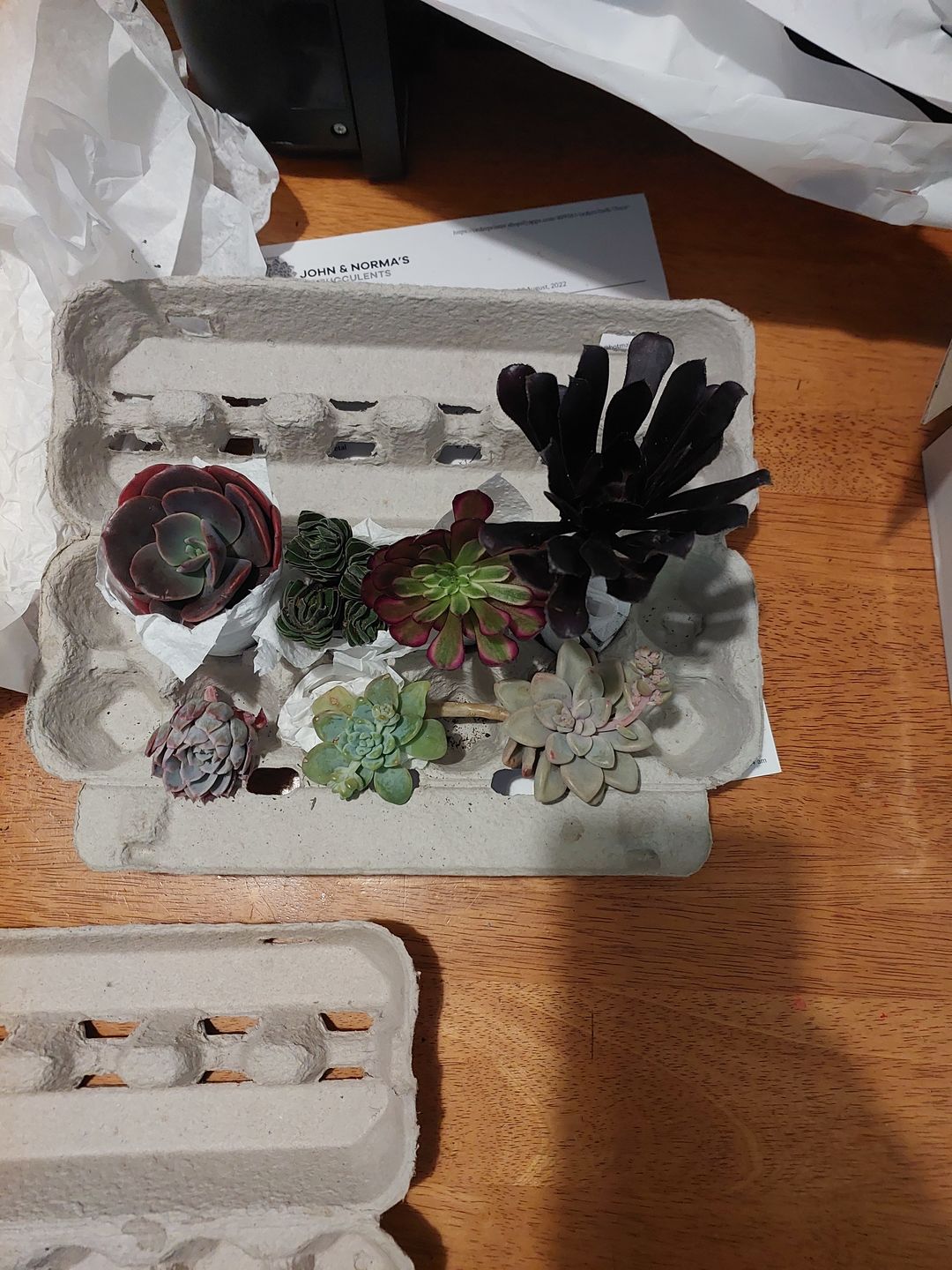 Customer photo review of Crassula Buddha's Temple