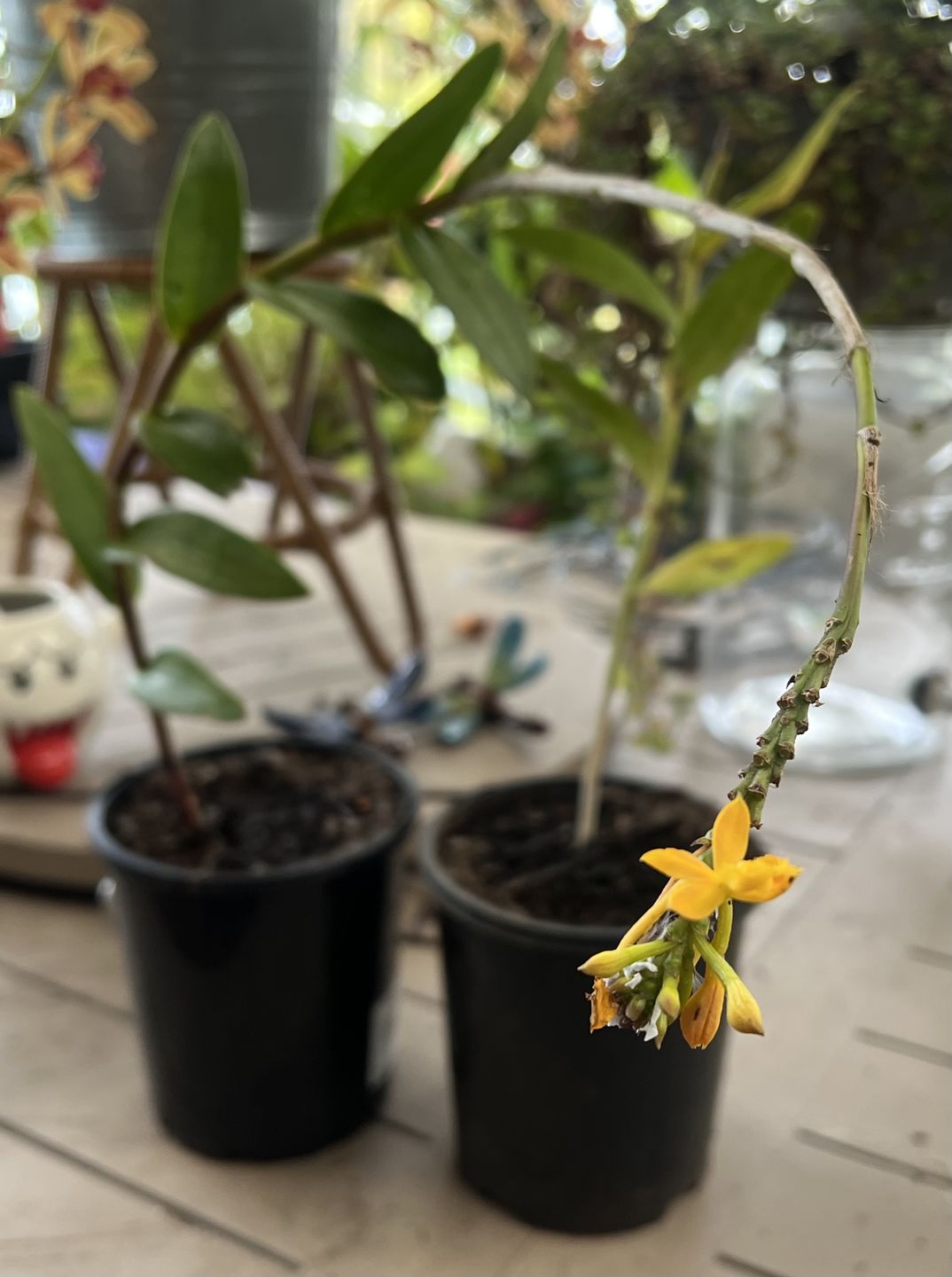 Customer photo review of Crucifix Orchid | Epidendrums
