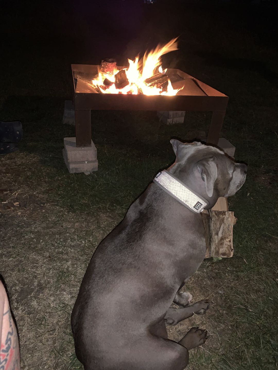 Customer photo review of Active Slip N' Clip Collar - Metal Grey
