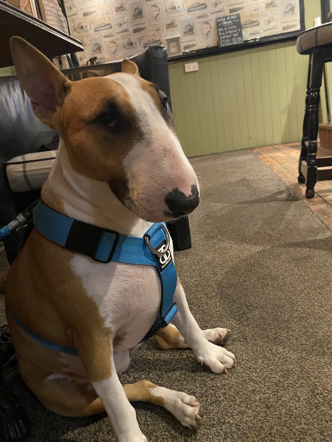 Customer photo review of TRI-Harness® | Anti-Pull, Adjustable & Durable - Dog Trainers Choice -  Light Blue v2.0