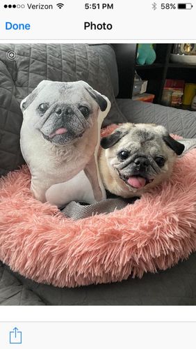 Customer photo review of Create A Custom Dog Pillow