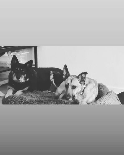 Kundenbewertung mit Foto zu BELISY > Gelenk Komplex < Gelenktabletten für Hunde & Katzen - 100 Tabletten