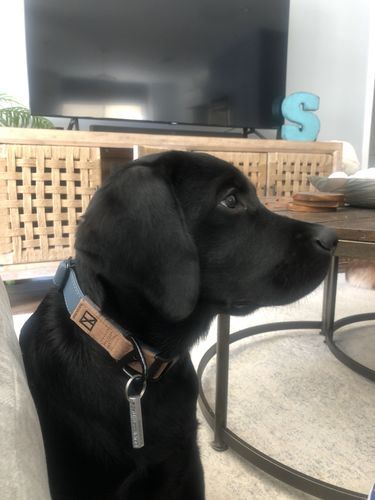 Customer photo review of Terracotta Collar