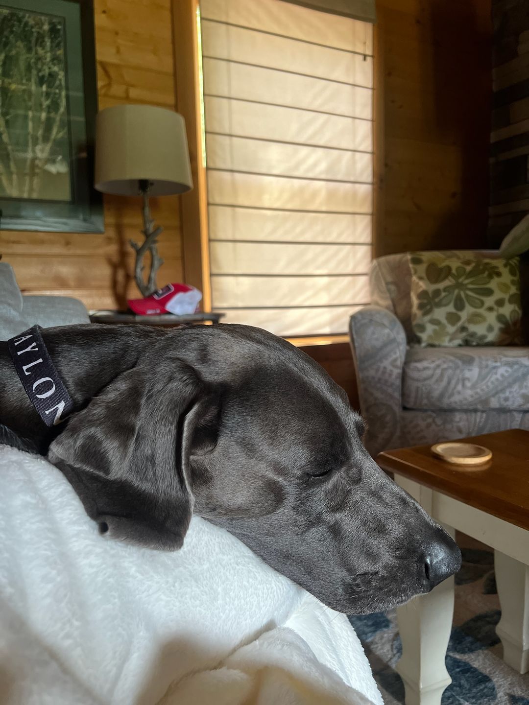Customer photo review of Waylon Jennings Dog Collar