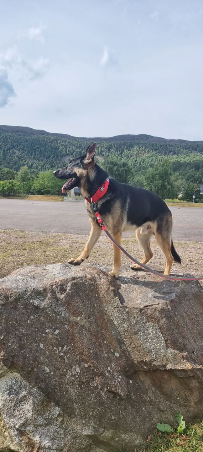 Customer photo review of 1.4m Swivel Combat Lead | Neoprene Lined, Secure Rated Clip with Soft Handle - Red