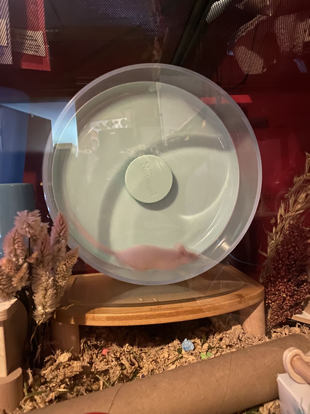 Customer photo review of Niteangel Super-Silent Hamster Exercise Wheels
