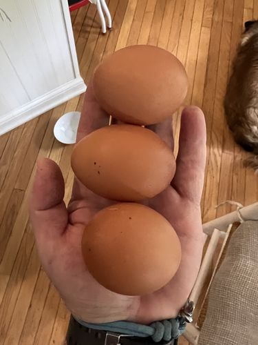 Customer photo review of GrubTerra Dried Black Soldier Fly Larvae