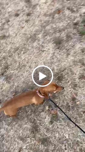 Customer video review of Ragnar Slip Leash
