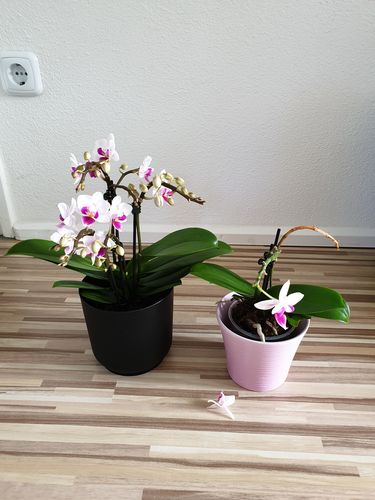 Customer photo review of Table Dance Linz mit weißen Blüten und lila Lippe und 2+ Stielen